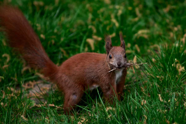 城市公园里的红松鼠 — 图库照片