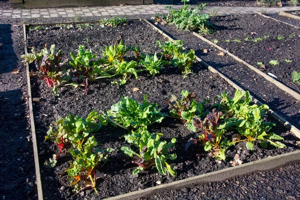 Budidaya Kebun Sayur Musim Semi — Stok Foto