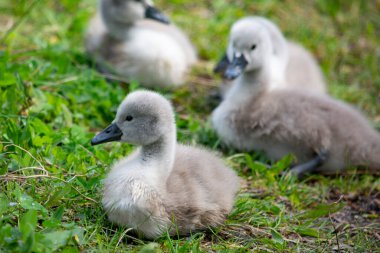 Genç kuğular gölette yüzüyorlar.