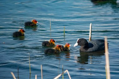 Genç ördekler gölde yüzer.