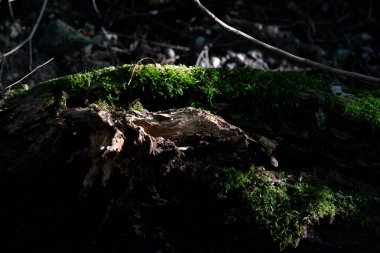 Ormanda yosun örtülü dallar.