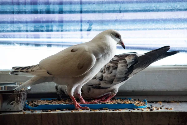 Beautiful Black White Pigeon Tame Windowsill Apartment — Photo
