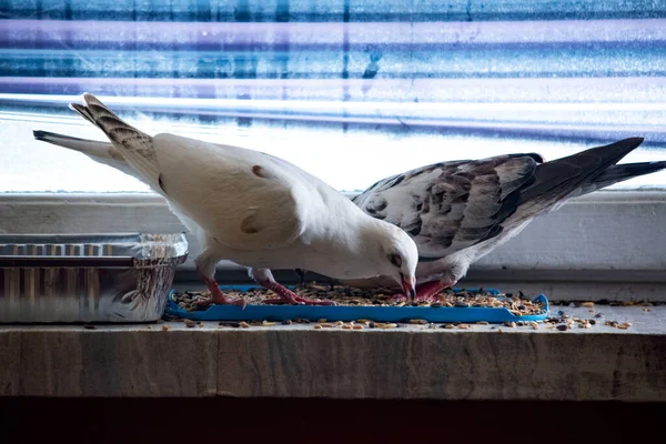 Güzel Siyah Beyaz Bir Güvercin Evcilleştirir Evdeki Pencere Eşiğinde — Stok fotoğraf