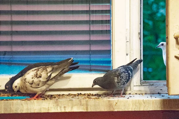 Beautiful Black White Pigeon Tame Windowsill Apartment — ストック写真