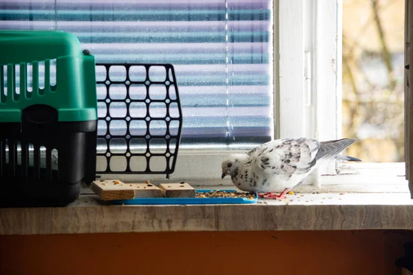 公寓的窗台上有一只漂亮的黑白鸽子在驯服 — 图库照片