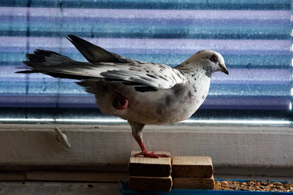Beautiful Black White Pigeon Tame Windowsill Apartment — Stock Photo, Image