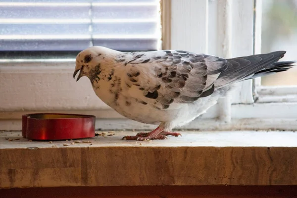 公寓的窗台上有一只漂亮的黑白鸽子在驯服 — 图库照片