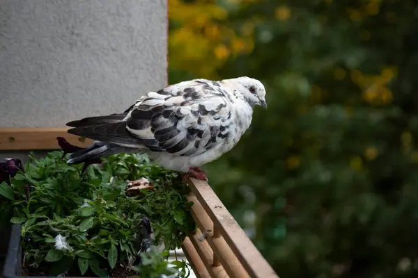 Piękny Czarno Biały Gołąb Oswojony Parapecie Mieszkaniu — Zdjęcie stockowe