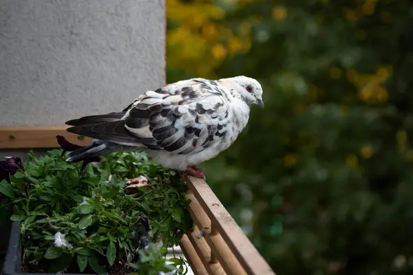 Una Hermosa Paloma Blanca Negra Domesticada Alféizar Ventana Del Apartamento — Foto de Stock