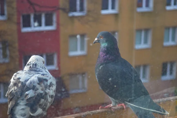 Eine Schöne Schwarz Weiße Taube Zahm Auf Der Fensterbank Der — Stockfoto