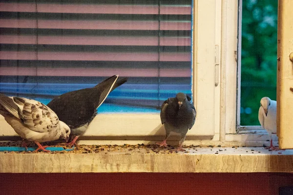 Güzel Siyah Beyaz Bir Güvercin Evcilleştirir Evdeki Pencere Eşiğinde — Stok fotoğraf