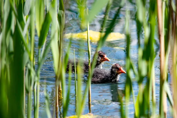 Little Coots Swim Pond — Stock Photo, Image