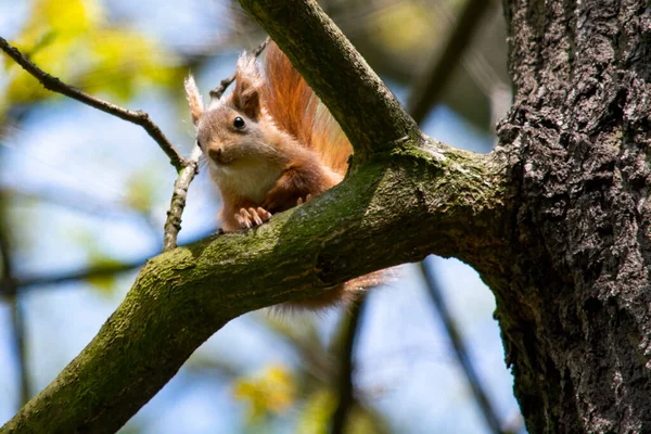 Little Squirrel Park Tree — ストック写真