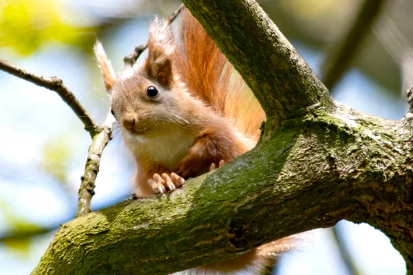 Little Squirrel Park Tree — ストック写真