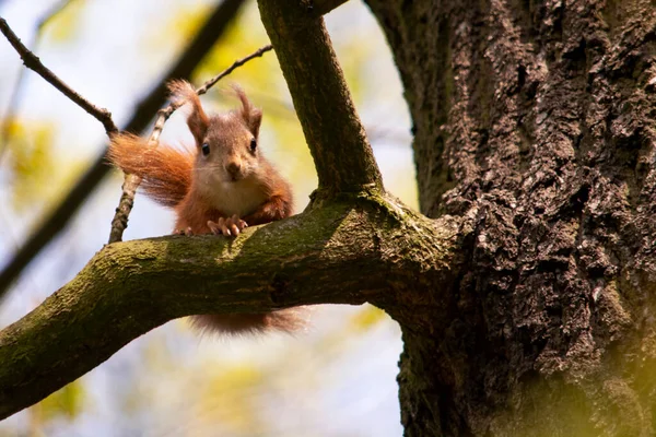 Eichhörnchen Park Auf Dem Baum — Stockfoto