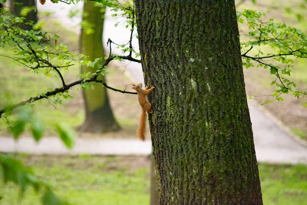 Little Squirrel Park Tree — Photo