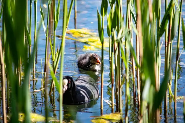 Common Coot Swims Lake —  Fotos de Stock
