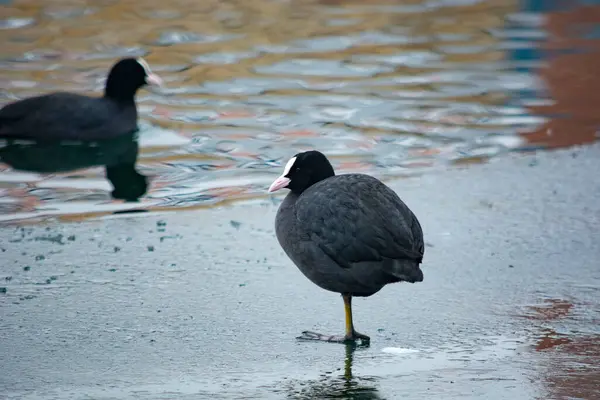 Common Coot Swims Lake —  Fotos de Stock