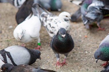 city pigeons during grain feeding