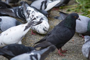city pigeons during grain feeding