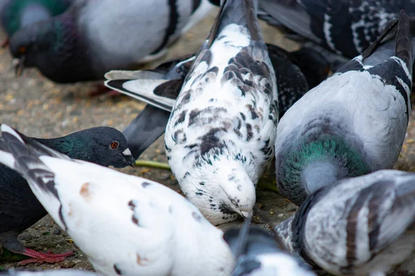 City Pigeons Grain Feeding — Stok fotoğraf