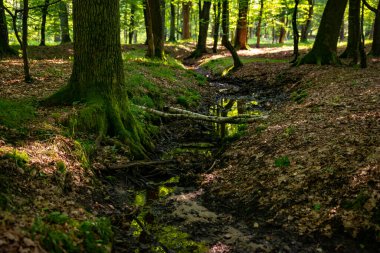 trees in the forest nature