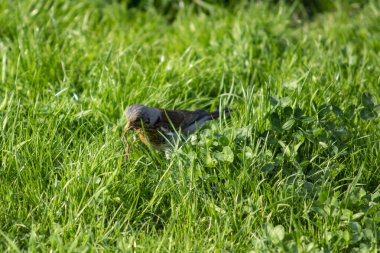 Squeak bird on a branch in the park