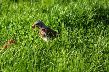 Squeak bird on a branch in the park