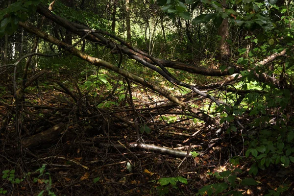 Trees Forest Nature — Foto de Stock