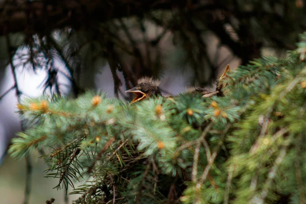 Крик Птах Гілці Парку — стокове фото