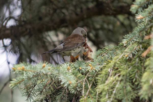Крик Птах Гілці Парку — стокове фото