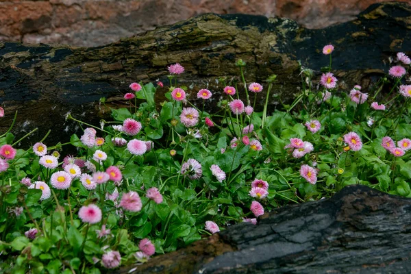 Garden Decorative Colorful Flowers — Fotografia de Stock