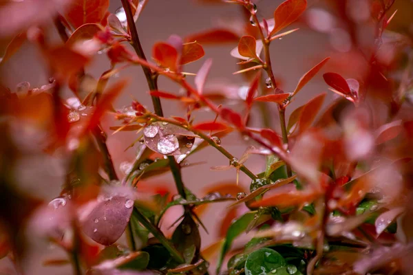 Garden Decorative Colorful Flowers — Fotografia de Stock