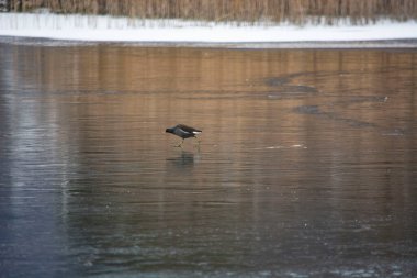 a water tap walks on a frozen lake
