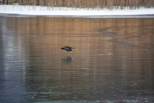 Water Tap Walks Frozen Lake —  Fotos de Stock