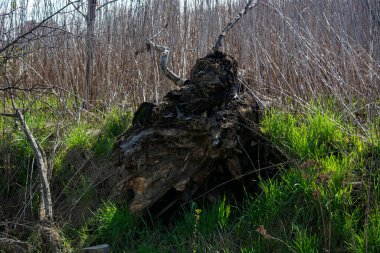 bough tree nature nature world