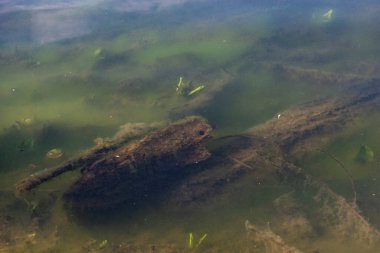 bough tree nature nature world