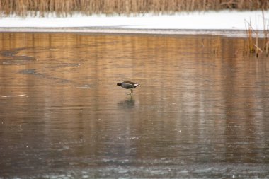 a hen is walking on a frozen lake