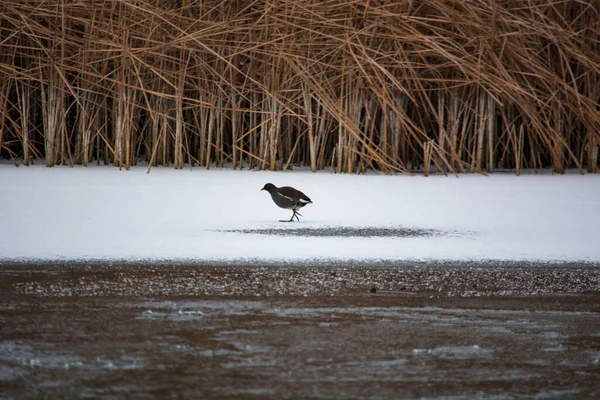 Hen Walking Frozen Lake —  Fotos de Stock