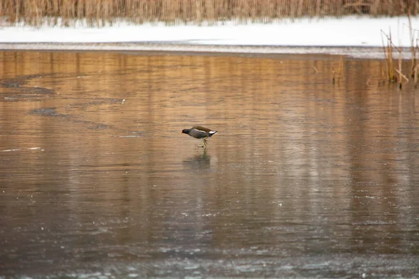 Hen Walking Frozen Lake —  Fotos de Stock