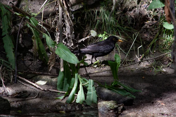 Blackbird Sits Bank River — Stock Photo, Image