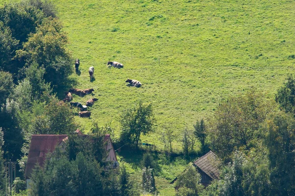 Vacas Pastando Prado Campo — Foto de Stock