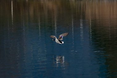 Gölde yüzer yeşilbaş ördek