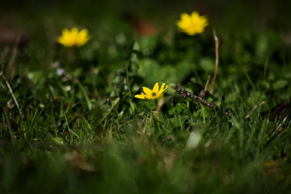 Soucis Fleurs Jaunes Sur Fond Blanc — Photo