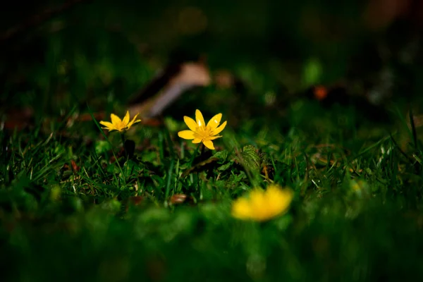Amarelo Flor Calêndulas Fundo Branco — Fotografia de Stock