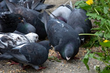 Beslenirken güvercin sürüsü