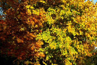 Sonbahar renklerinde doğa fotoğrafı