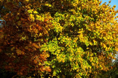 Sonbahar renklerinde doğa fotoğrafı