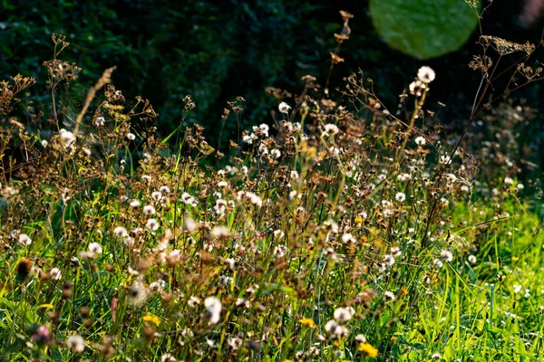 Foto Natureza Cores Outono — Fotografia de Stock