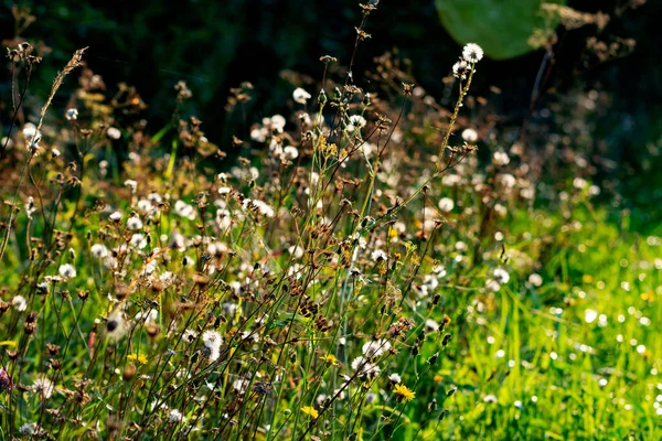 Foto Natureza Cores Outono — Fotografia de Stock